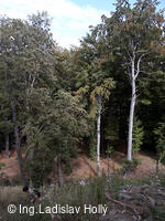 Zřícenina hradu Křídlo